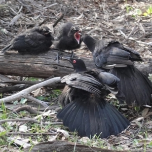 Corcorax melanorhamphos at Hughes, ACT - 3 Sep 2020 03:20 PM