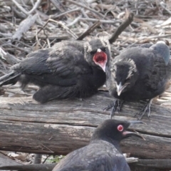 Corcorax melanorhamphos at Hughes, ACT - 3 Sep 2020 03:20 PM