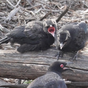 Corcorax melanorhamphos at Hughes, ACT - 3 Sep 2020 03:20 PM