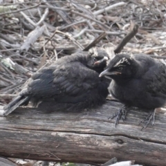 Corcorax melanorhamphos at Hughes, ACT - 3 Sep 2020 03:20 PM