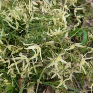 Clematis leptophylla at Hughes, ACT - 3 Sep 2020