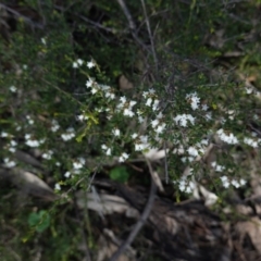 Cryptandra amara (Bitter Cryptandra) at Hughes, ACT - 3 Sep 2020 by JackyF