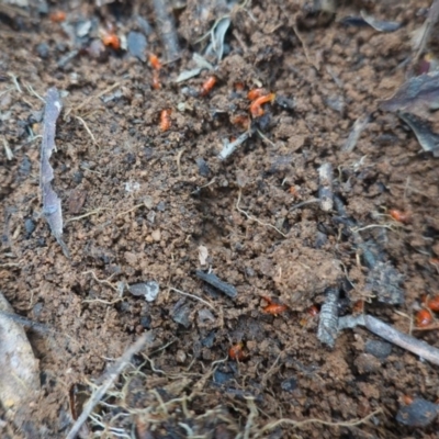 Unverified Other Invertebrate at Hughes Grassy Woodland - 5 Sep 2020 by JackyF