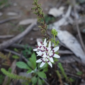 Wurmbea dioica subsp. dioica at Deakin, ACT - 5 Sep 2020