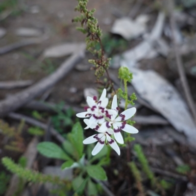 Wurmbea dioica subsp. dioica (Early Nancy) at Deakin, ACT - 5 Sep 2020 by JackyF