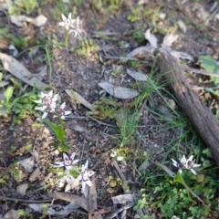 Wurmbea dioica subsp. dioica at Deakin, ACT - 5 Sep 2020