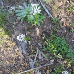 Wurmbea dioica subsp. dioica at Deakin, ACT - 5 Sep 2020