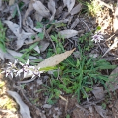 Wurmbea dioica subsp. dioica at Deakin, ACT - 5 Sep 2020