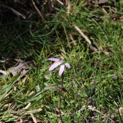 Caladenia fuscata (Dusky Fingers) at Mongarlowe River - 15 Sep 2020 by LisaH