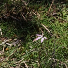 Caladenia fuscata at Mongarlowe, NSW - 15 Sep 2020