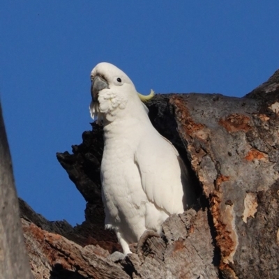 Cacatua galerita (Sulphur-crested Cockatoo) at Red Hill Nature Reserve - 5 Sep 2020 by JackyF
