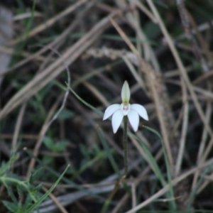 Caladenia fuscata at Mongarlowe, NSW - suppressed