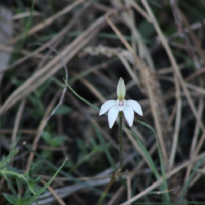 Caladenia fuscata (Dusky Fingers) at Mongarlowe River - 15 Sep 2020 by LisaH