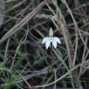 Caladenia fuscata at Mongarlowe, NSW - suppressed