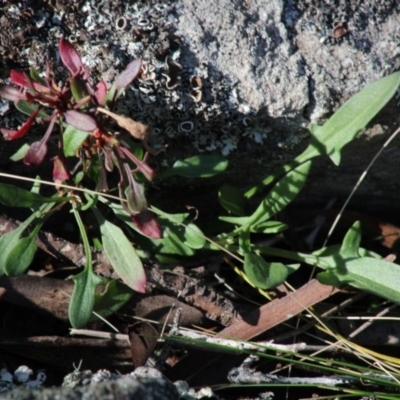 Rumex acetosella (Sheep Sorrel) at Mongarlowe River - 15 Sep 2020 by LisaH