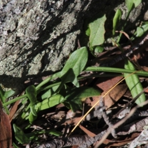 Rumex acetosella at Mongarlowe, NSW - 15 Sep 2020