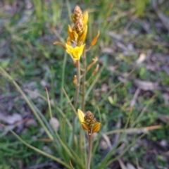 Bulbine bulbosa (Golden Lily) at Red Hill Nature Reserve - 5 Sep 2020 by JackyF