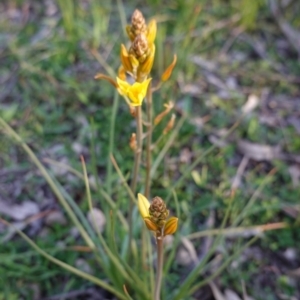 Bulbine bulbosa at Hughes, ACT - 5 Sep 2020