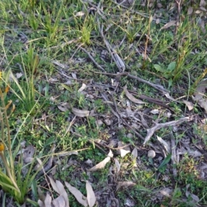 Bulbine bulbosa at Hughes, ACT - 5 Sep 2020