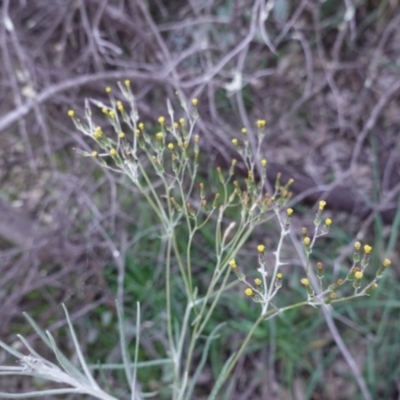 Senecio quadridentatus (Cotton Fireweed) at Deakin, ACT - 5 Sep 2020 by JackyF