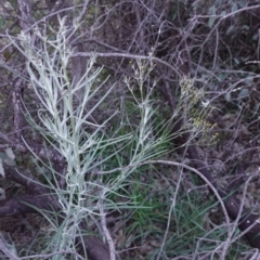 Senecio quadridentatus at Deakin, ACT - 5 Sep 2020