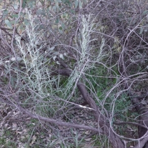 Senecio quadridentatus at Deakin, ACT - 5 Sep 2020