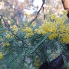 Acacia dealbata (Silver Wattle) at Deakin, ACT - 5 Sep 2020 by JackyF