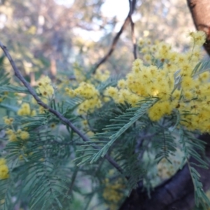 Acacia dealbata at Deakin, ACT - 5 Sep 2020 05:19 PM