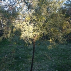 Acacia dealbata at Deakin, ACT - 5 Sep 2020 05:19 PM