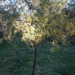 Acacia dealbata at Deakin, ACT - 5 Sep 2020