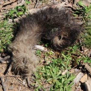 Trichosurus vulpecula at Hughes, ACT - 14 Sep 2020 12:26 PM