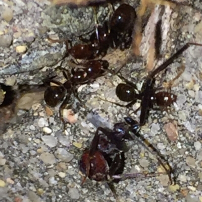 Papyrius nitidus (Shining Coconut Ant) at Aranda, ACT - 16 Sep 2020 by Jubeyjubes