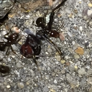 Papyrius nitidus at Aranda, ACT - 16 Sep 2020