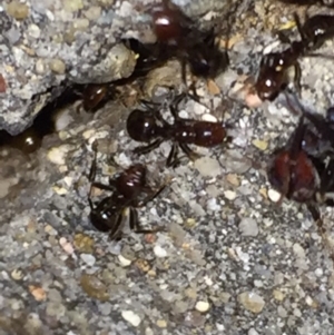 Papyrius nitidus at Aranda, ACT - 16 Sep 2020