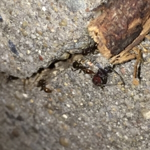 Papyrius nitidus at Aranda, ACT - 16 Sep 2020