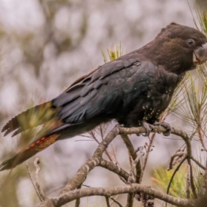 Calyptorhynchus lathami lathami at Tura Beach, NSW - suppressed