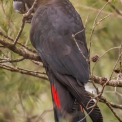 Calyptorhynchus lathami (Glossy Black-Cockatoo) at Tura Beach, NSW - 15 Sep 2020 by peterharris