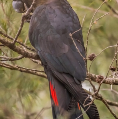 Calyptorhynchus lathami lathami (Glossy Black-Cockatoo) at Tura Beach, NSW - 15 Sep 2020 by peterharris