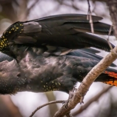 Calyptorhynchus lathami lathami (Glossy Black-Cockatoo) at Tura Beach, NSW - 13 Sep 2020 by peterharris