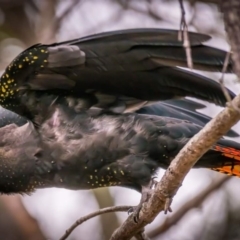 Calyptorhynchus lathami (Glossy Black-Cockatoo) at Tura Beach, NSW - 13 Sep 2020 by peterharris