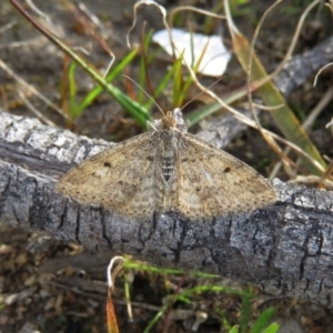 Scopula rubraria at Tennent, ACT - 16 Sep 2020