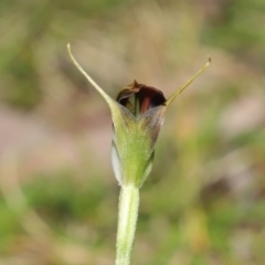 Pterostylis pedunculata (Maroonhood) at Acton, ACT - 13 Sep 2020 by TimL