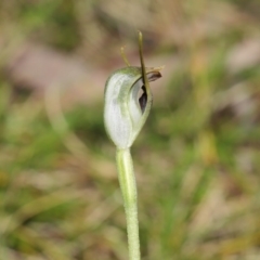 Pterostylis pedunculata at Acton, ACT - 13 Sep 2020