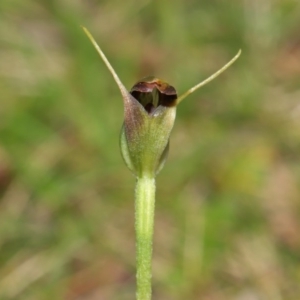 Pterostylis pedunculata at Acton, ACT - 13 Sep 2020