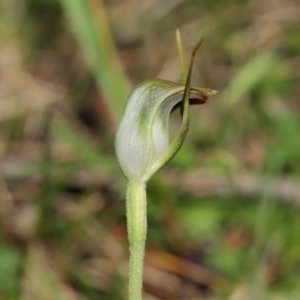 Pterostylis pedunculata at Acton, ACT - 13 Sep 2020