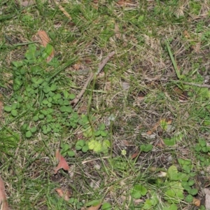 Pterostylis pedunculata at Acton, ACT - 13 Sep 2020