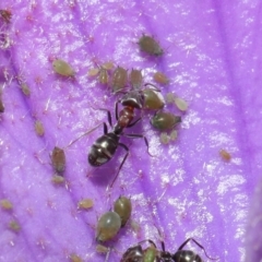 Iridomyrmex rufoniger (Tufted Tyrant Ant) at ANBG - 13 Sep 2020 by TimL