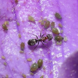 Iridomyrmex rufoniger at Acton, ACT - 13 Sep 2020