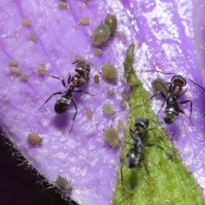 Iridomyrmex rufoniger at Acton, ACT - 13 Sep 2020