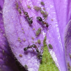 Iridomyrmex rufoniger at Acton, ACT - 13 Sep 2020